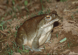 Sonoran Desert Toad