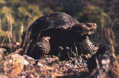 Desert Tortoise Picture