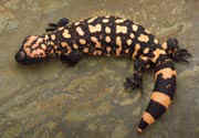 Gila Monster Picture
