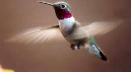 Hummingbird Picture