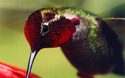 Hummingbird Picture