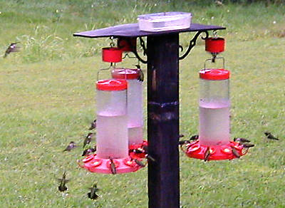 Hummingbird Picture