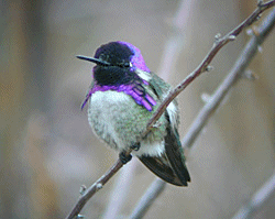Hummingbird Picture