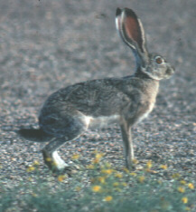 Antelope Jackrabbit Picture