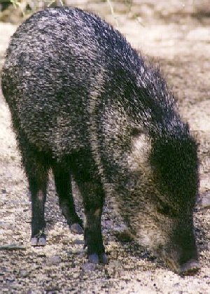 Javelina Picture