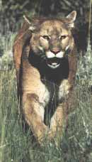 Cougar Picture