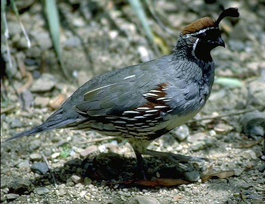 Gambels Quail Picture