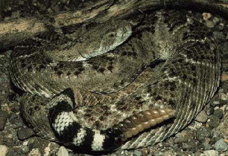 Western Diamondback Rattlesnake