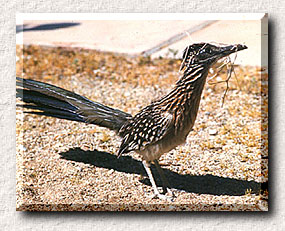 Roadrunner Picture