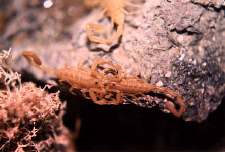 Arizona Bark Scorpion Picture