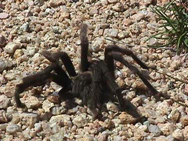 Tarantula Picture