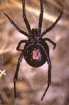 Black Widow Spider
