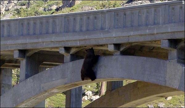Bear on Rainbow Bridge