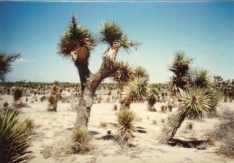 Mojave desert, Pacific Crest Trail