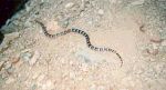 King snake, Pacific Crest Trail