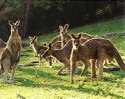 Some Kangaroos
