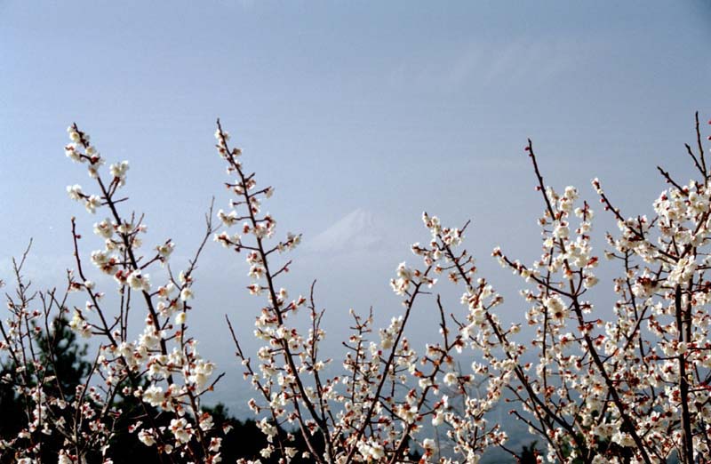 Fuji-cherryblossom