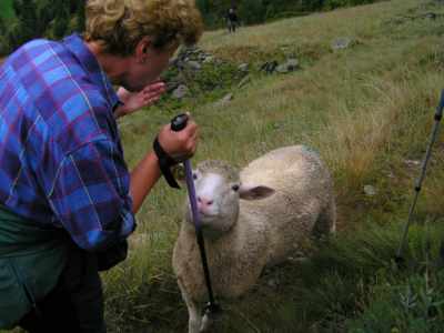 Ovecke chutilo vsetko