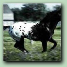 [Click to enlarge image]