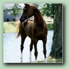 [Click to enlarge image]