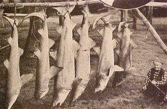 Field and Stream April 1937