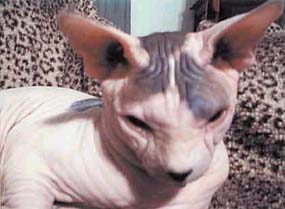 Not pleasant to look at, Ugly had a beauty of spirit that touched your soul.