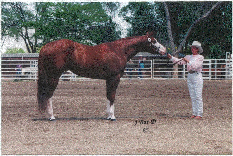 Quarter Horse