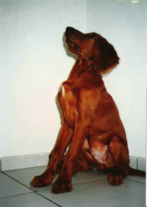 323.JPG (14947 bytes)