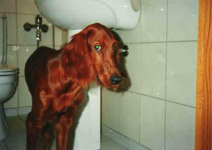 410.JPG (17400 bytes)