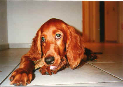 457.JPG (21690 bytes)