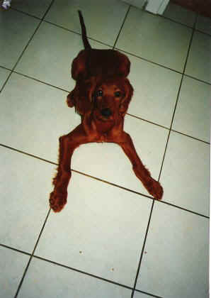 484.JPG (17494 bytes)