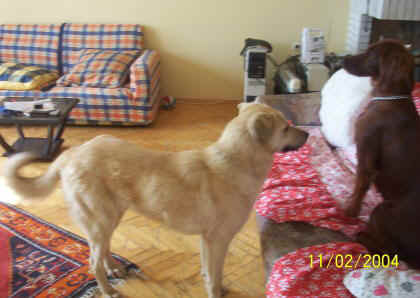 Resim 009.jpg (32267 bytes)