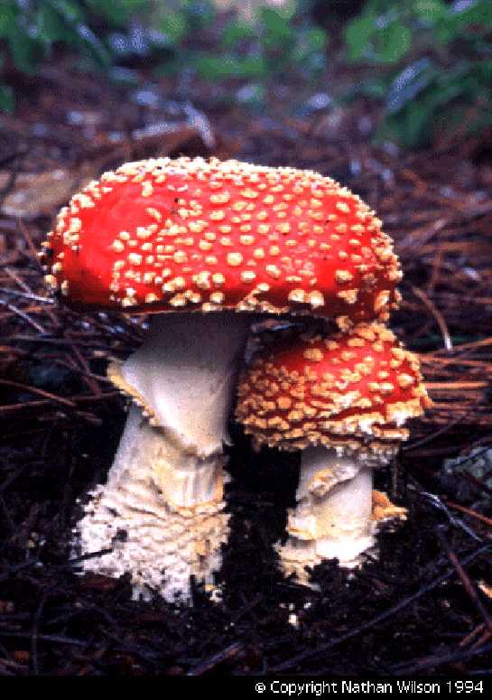 fly agaric mushrooms