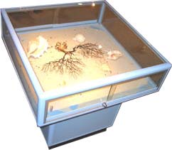 MUSHROOM GLASS DISPLY CABINETS