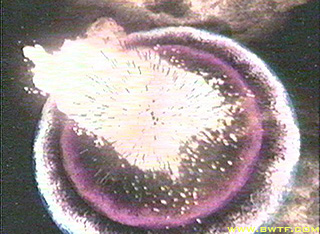 Destruccion del Arma, Muerte de Primal, Onda Transwarp