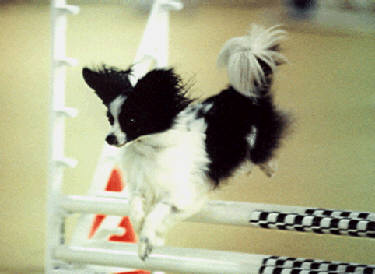 oreoj.jpg (17020 bytes)