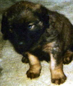 Puppy Boo 1991