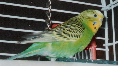 Toni bird