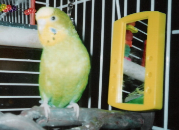 Sitting on her branch. August 2003