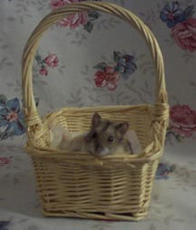 Cute Cute Hammy Boy (in basket)