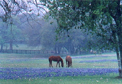 Horses in an quite East Texas Meadow