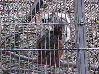 Cotton Top Monkey Baby