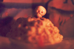 No one can guess what this is a photo of!