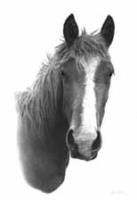 illustrated drawing lesson