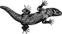 lizard.gif