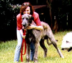 dog.jpg (59079 bytes)