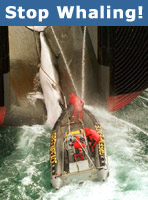 Stop Whaling!