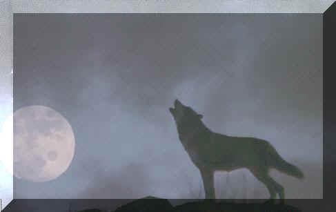wolfmoon.jpg (8934 bytes)
