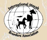 International Morab Bredders Association