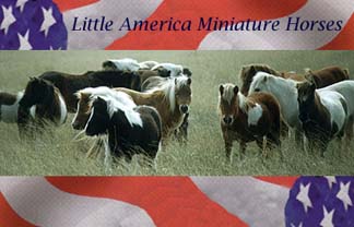 -=Little America!=-